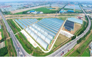 中國500強建設(shè)銀行蔬菜小鎮(zhèn)、番茄小鎮(zhèn)